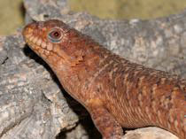 Egernia stokesii